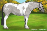 Horse Color:Grullo Ice Roan Tobiano