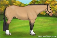 Horse Color:Bay Dun