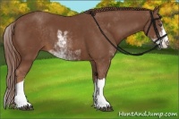 Horse Color:Chestnut Sabino