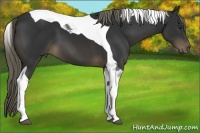 Horse Color:Liver Chestnut Tobiano 