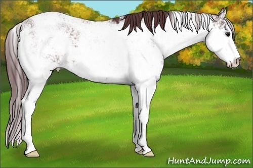 Horse Color:Chocolate Brown Sabino 