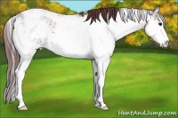 Horse Color:Chocolate Brown Sabino 