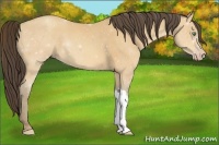 Horse Color:Amber Cream Champagne 