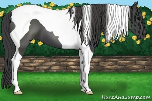 Horse Color:Smoky Black Tobiano 