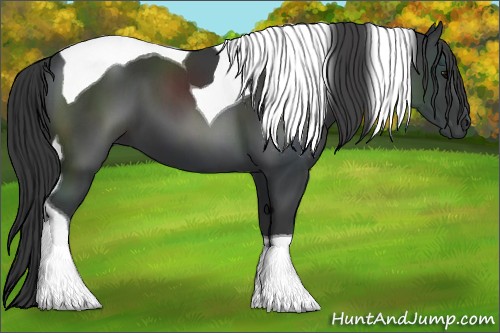 Horse Color:Black Tobiano 