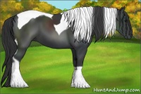 Horse Color:Black Tobiano 
