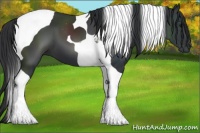 Horse Color:Black Tobiano 
