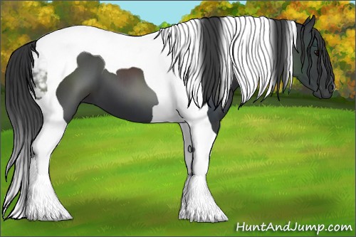 Horse Color:Black Tobiano 