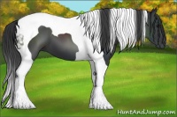 Horse Color:Black Tobiano 