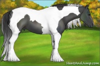 Horse Color:Smoky Black Tobiano 