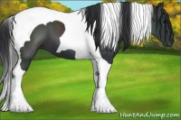 Horse Color:Black Tobiano 