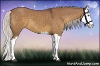 Horse Color:Chocolate Silver Grullo Chinchilla Splash