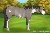 Horse Color:Smoky Grullo Sabino Rabicano