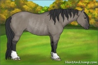 Horse Color:Grullo Rabicano 