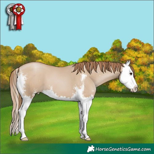 Horse Color:Grullo Pearl Sabino Splash 
