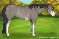 Horse Color:Grullo Sabino Rabicano