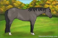 Horse Color:Grullo 