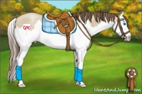Horse Color:Grullo Pearl Sabino Splash 