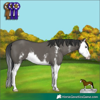 Horse Color:Grullo Sabino Splash 