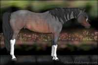 Horse Color:Brown Roan