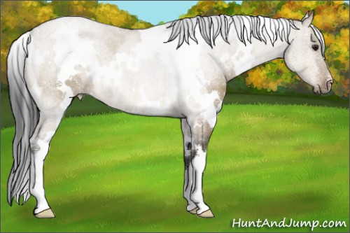 Horse Color:White Spotted Buckskin Dun 