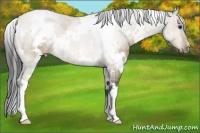 Horse Color:White Spotted Buckskin Dun 