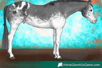 Horse Color:White Spotted Black Appaloosa