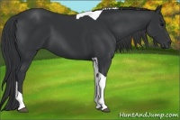 Horse Color:Black Tobiano 