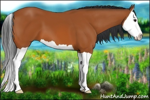 Horse Color:Bay Splash 