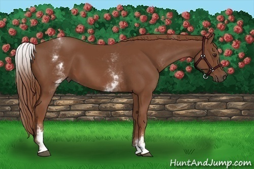 Horse Color:White Spotted Chestnut Sabino 