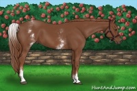 Horse Color:White Spotted Chestnut Sabino 