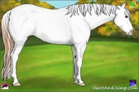 Horse Color:Red Ice Roan Appaloosa