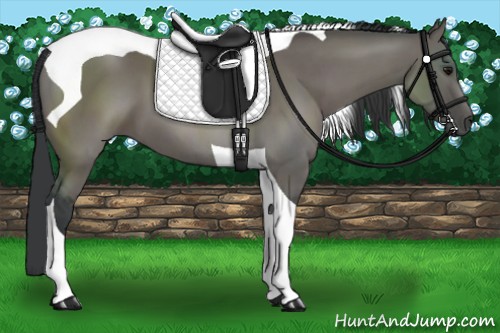 Horse Color:Grullo Tobiano