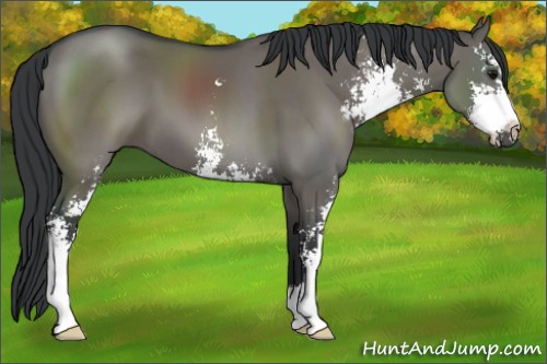 Horse Color:Grullo Sabino 