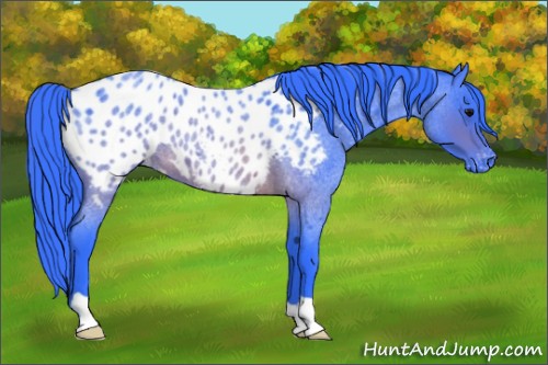 Horse Color:Watercolor Brown Roan Appaloosa 