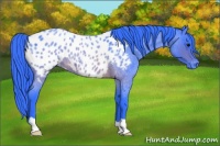 Horse Color:Watercolor Brown Roan Appaloosa 