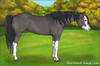 Horse Color:Grullo Splash 