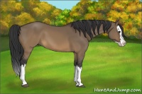 Horse Color:Brown Dun Sabino Splash 