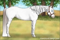 Horse Color:Blue Roan Splash Frame Snowcap 