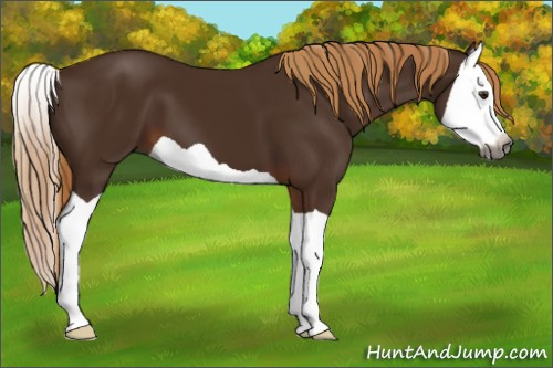 Horse Color:Gray Chestnut Splash