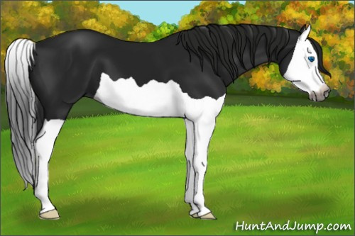 Horse Color:Gray Black Splash