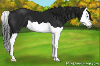 Horse Color:Gray Black Splash 