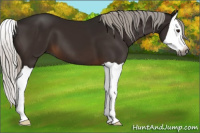Horse Color:Gray Silver Brown Splash