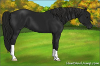 Horse Color:Gray Black 