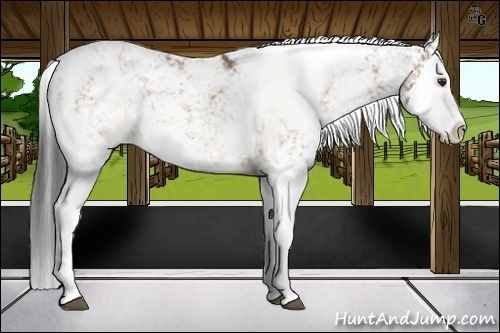 Horse Color:Bay Dun Sabino Splash