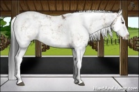 Horse Color:Bay Dun Sabino Splash