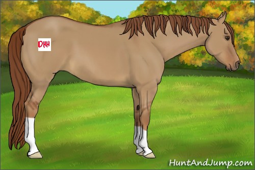 Horse Color:Red Dun 