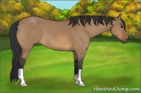 Horse Color:Bay Dun