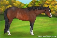 Horse Color:Bay Sabino Rabicano