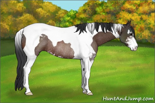 Horse Color:Brown Sabino Tobiano Rabicano